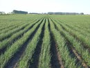 cultivo de cebolla en camellones
